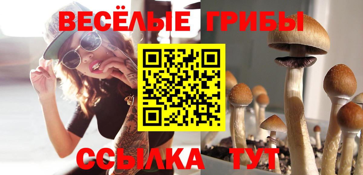Псилоцибиновые грибы прущие грибы  Псилоцибиновые грибы GOLDEN TEACHER  Кизилюрт  Вход с VPN 
